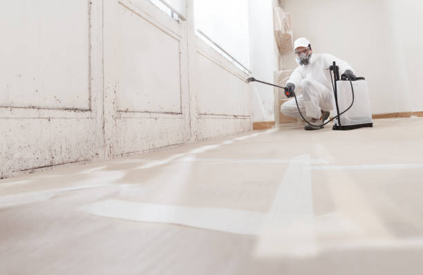 24/7 Emergency Basement Mold Remediation experts in Bear Lake, MI